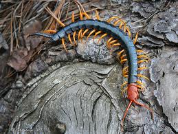Red-headed Centipede